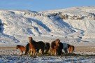 Auch im Winter auf der Weise - Islandpferde