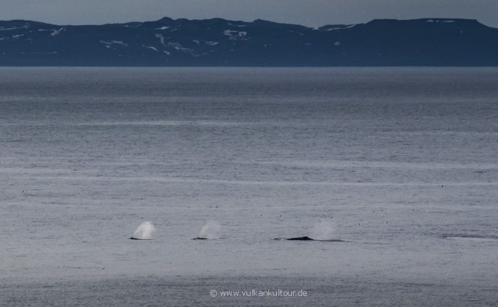 Wale im Finnafjörður