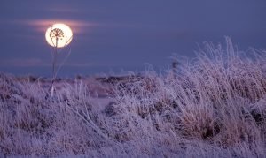 Raureif und Vollmond