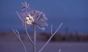 Raureif und Vollmond