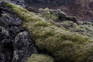 Islandmoos über Lavastrom