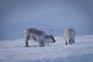 Svalbard-Rentiere