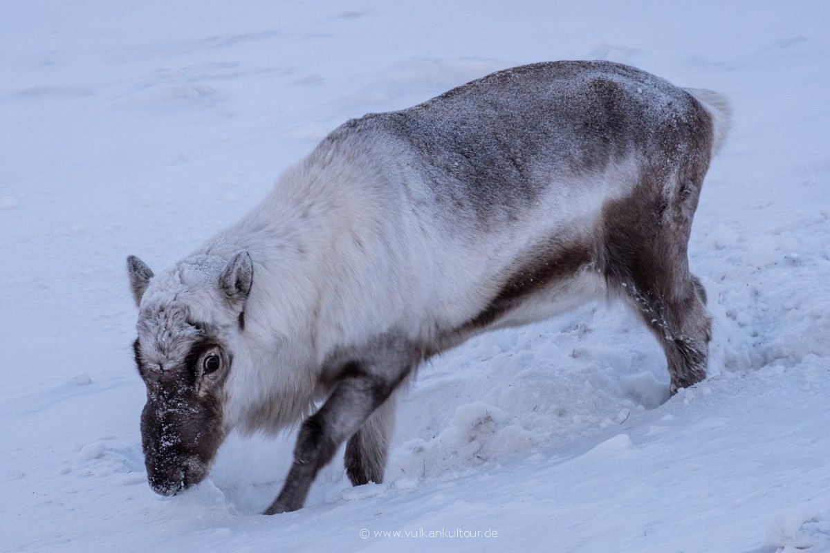Das Svalbard-Rentier muss im Winter nach Futter graben