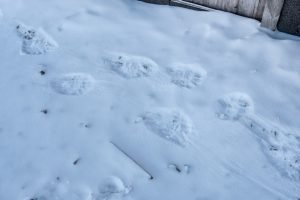 Der König der Arktis hat Spuren hinterlassen