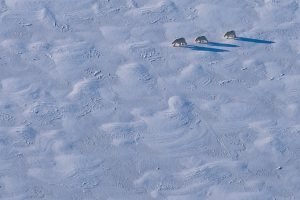 Eisbärenmutter mit zwei Jungtieren (ca. 400 Meter entfernt)