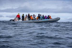 Whale Watching vor Faial