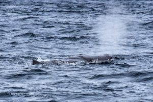 Whale Watching vor Faial - Ein Potwal!