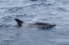 Whale Watching vor Faial - Gemeiner Delfin