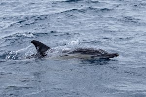 Whale Watching vor Faial - Gemeiner Delfin