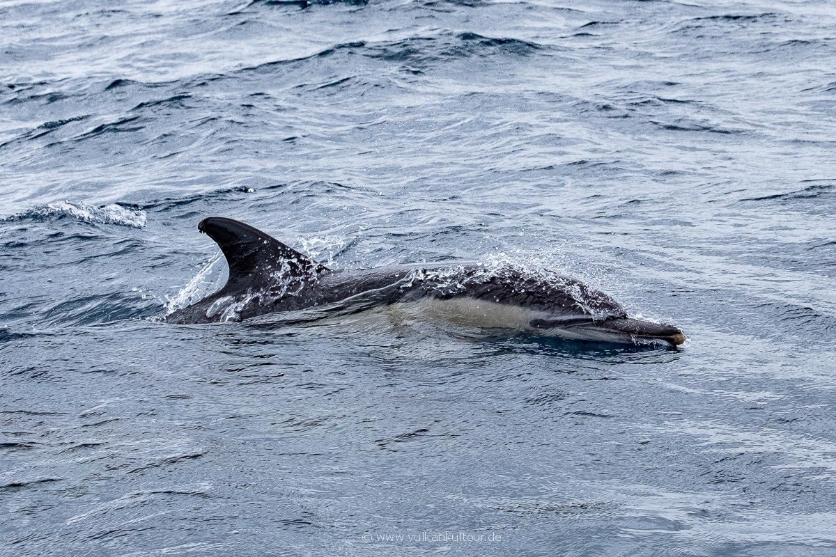 Whale Watching vor Faial - Gemeiner Delfin