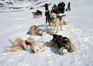 Hundeschlitten-Safari (Foto © Spitzbergen Adventures)