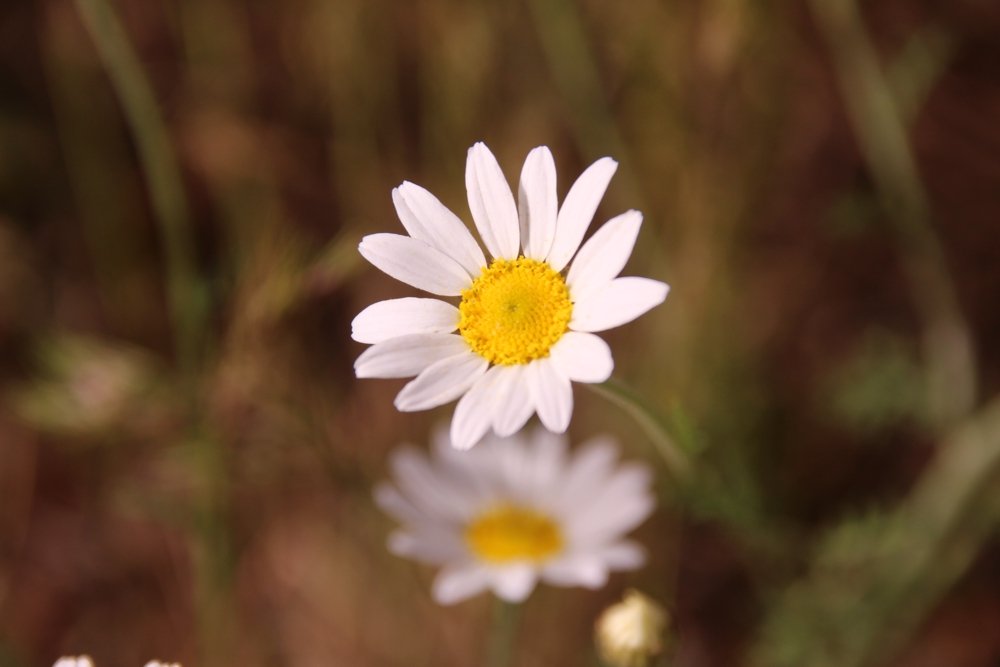 Blumenpracht auf den Monti Rossi bei Nicolosi