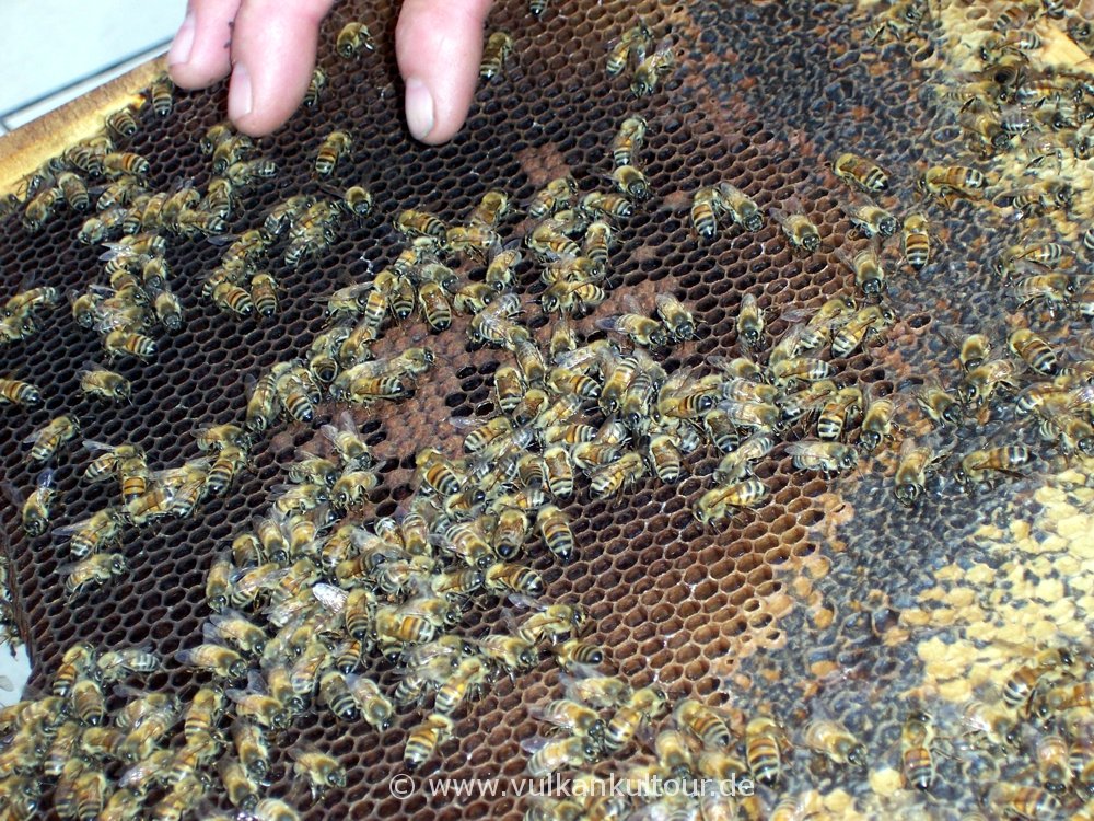 Sebastiano Costa zeigt uns seine Bienen (Oro d'Etna in Zafferana)