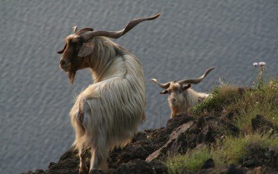 Wilde Ziegen auf Stromboli (© Susi Merk)