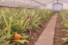 20160811 Azoren Ananasplantage