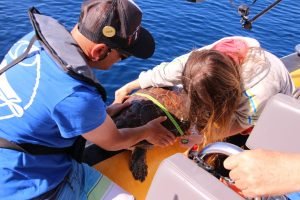 20180506 Azoren MDR Vermessung und Markierung einer Karettschildkröte