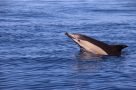 20180506 Azoren MDR Beim Delfinschwimmen