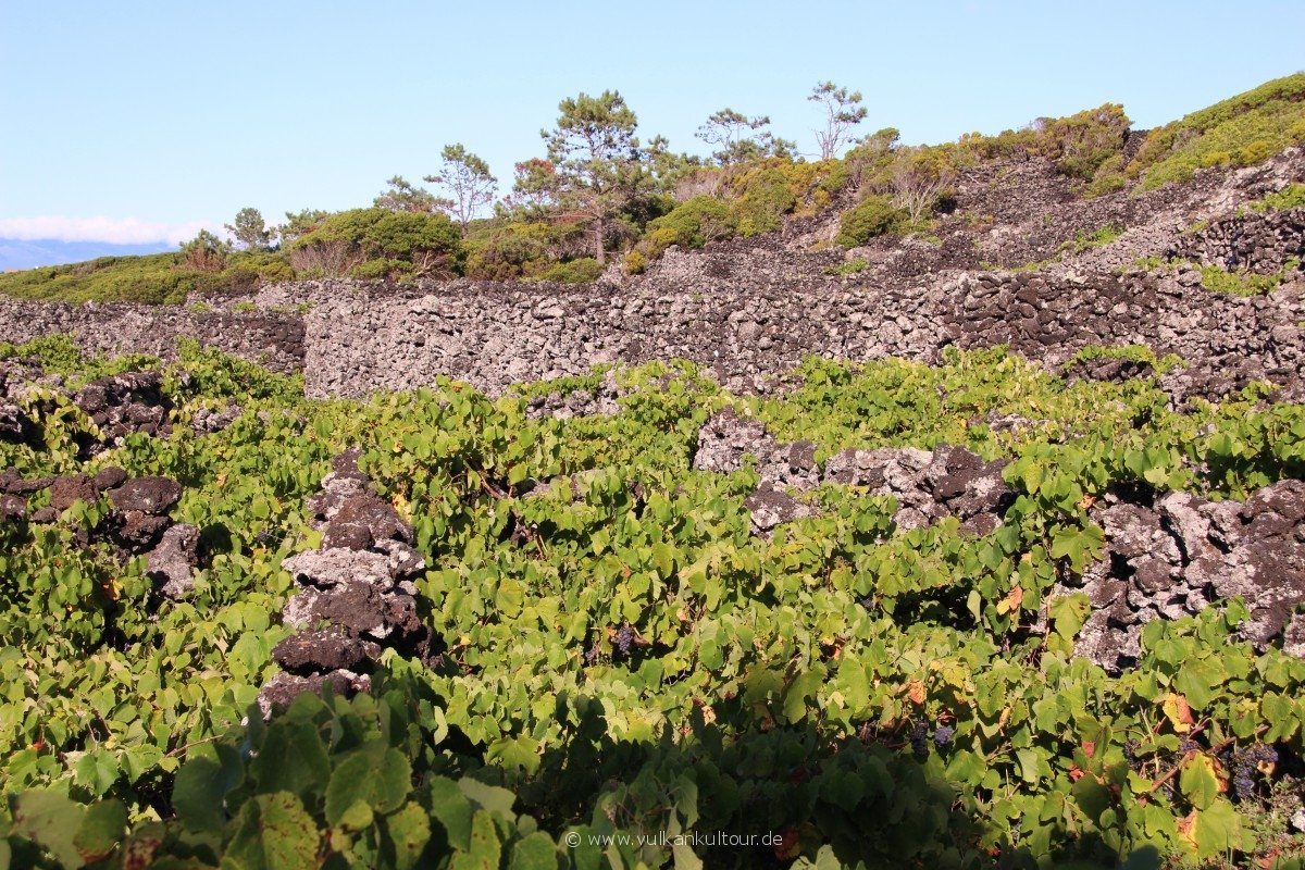 20160811 Azoren Pico Weinbau