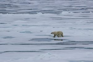 Eisbären jagen bevorzugt an Wasserlöchern nach Seehunden